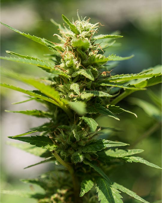 Buy Sweet Tooth Feminized Seeds
