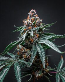 Buy Tropicana Cherry Auto