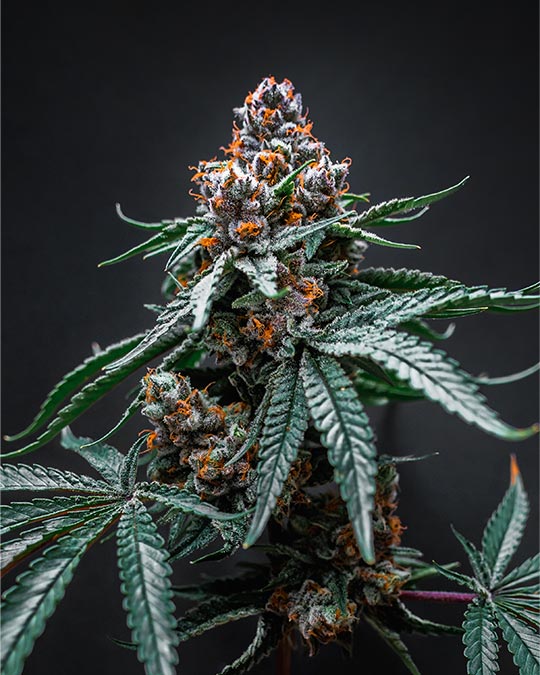 buy-premium-feminized-cannabis-Tropicana-Cherry