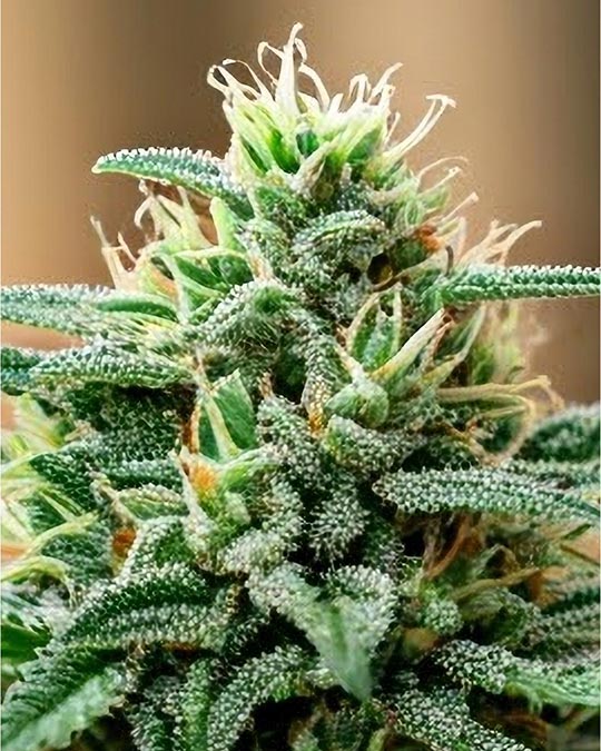 Buy Four Way Feminized Seeds