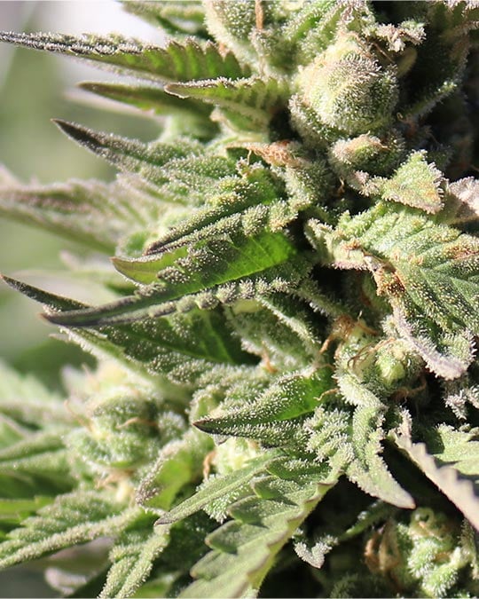 get-marijuana-Gelonade-Seeds-bud