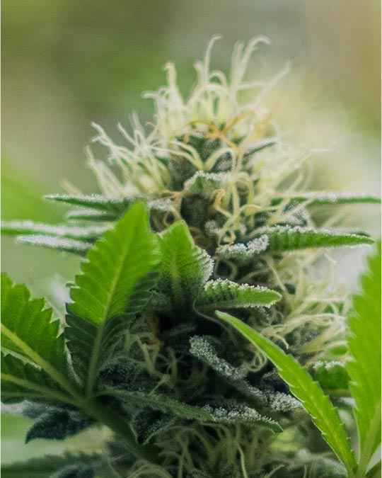 Buy Neville’s Haze Feminized Seeds