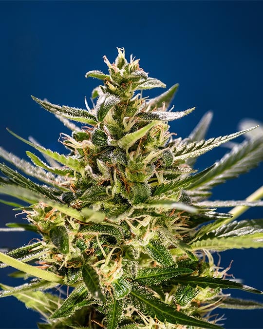 get-marijuana-Pink-Lemonade-auto-Seeds-bud