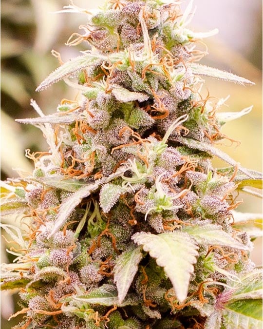 brownie scout cannabis bud