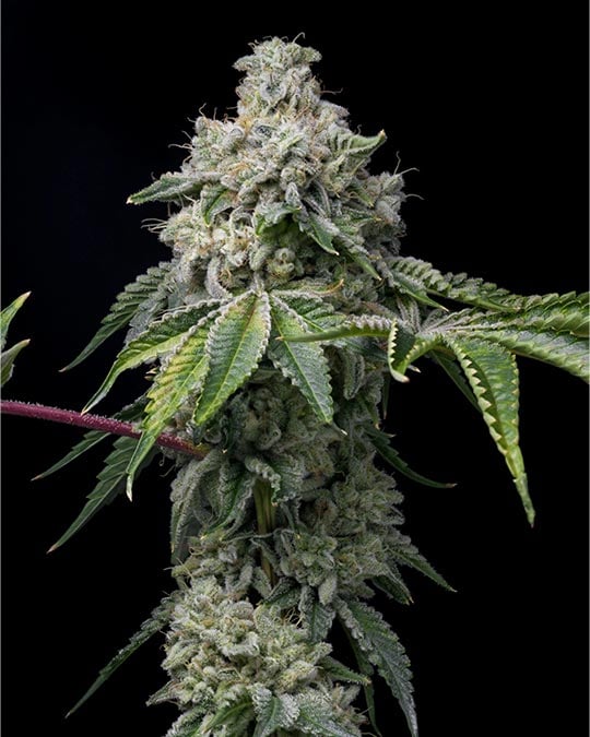 buy-premium-feminized-cannabis-blue-lobster