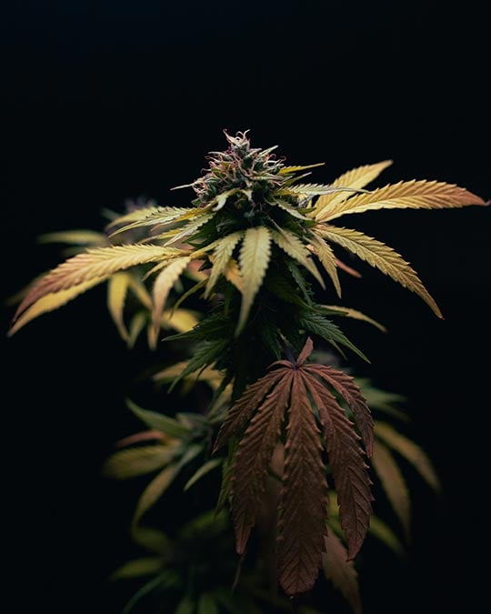buy-premium-feminized-cannabis-glitter-bomb