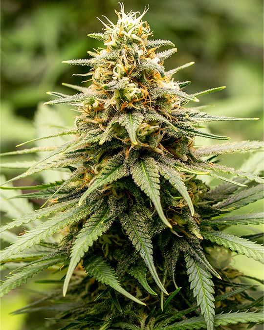 buy-premium-feminized-cannabis-sirius-black