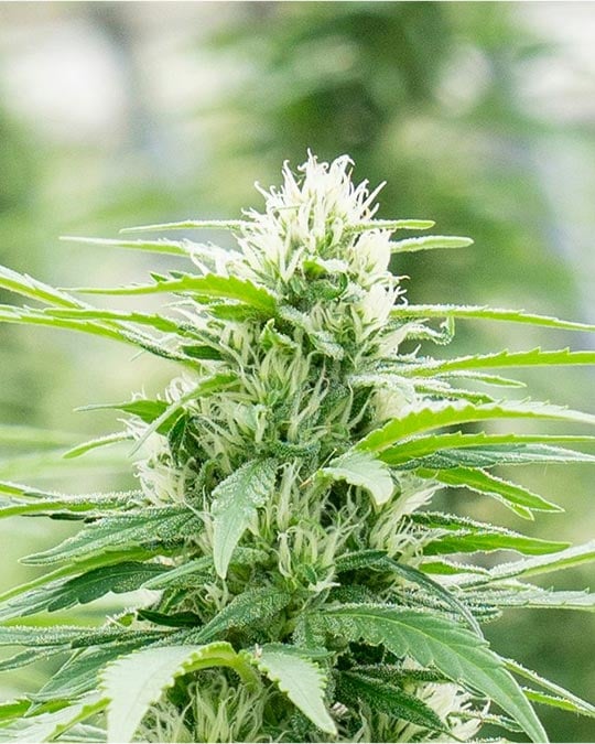 get-marijuana-cadillac-rainbow-Seeds-bud