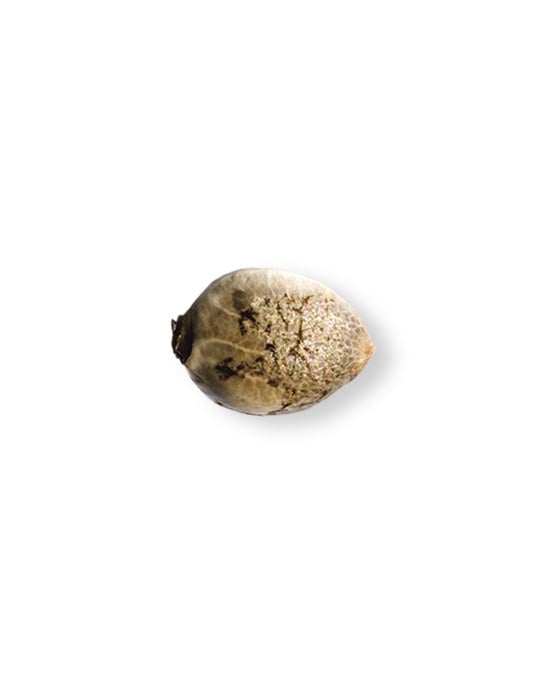 shop-your-choice-weed-seeds-the-toad