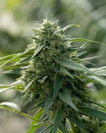 Buy Special Sauce CBD