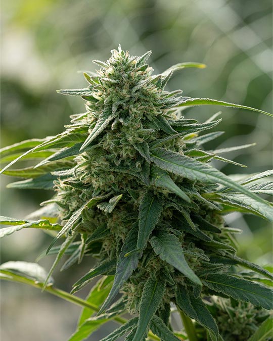 Buy Special Sauce CBD