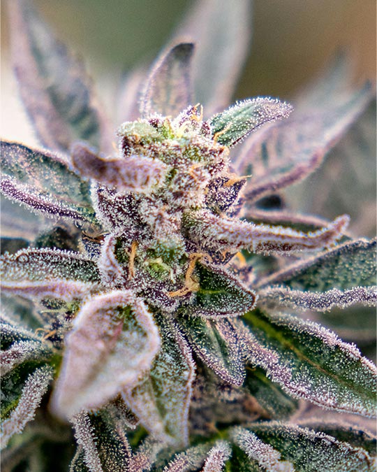 Buy Purple Sunset