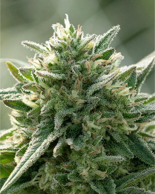 Buy Special Sauce CBD