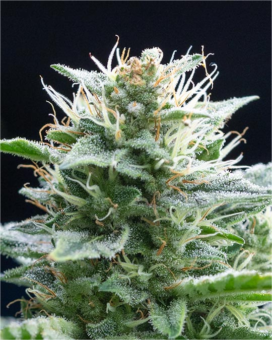 Buy White Buffalo