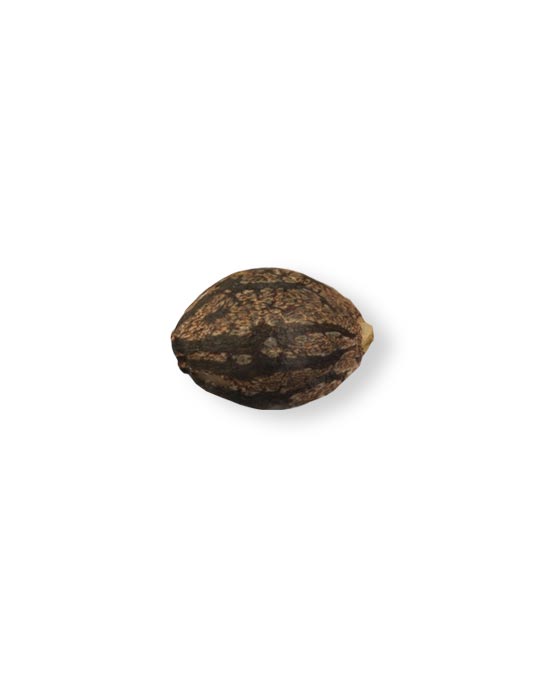 shop-your-choice-weed-seeds-blue-zushi