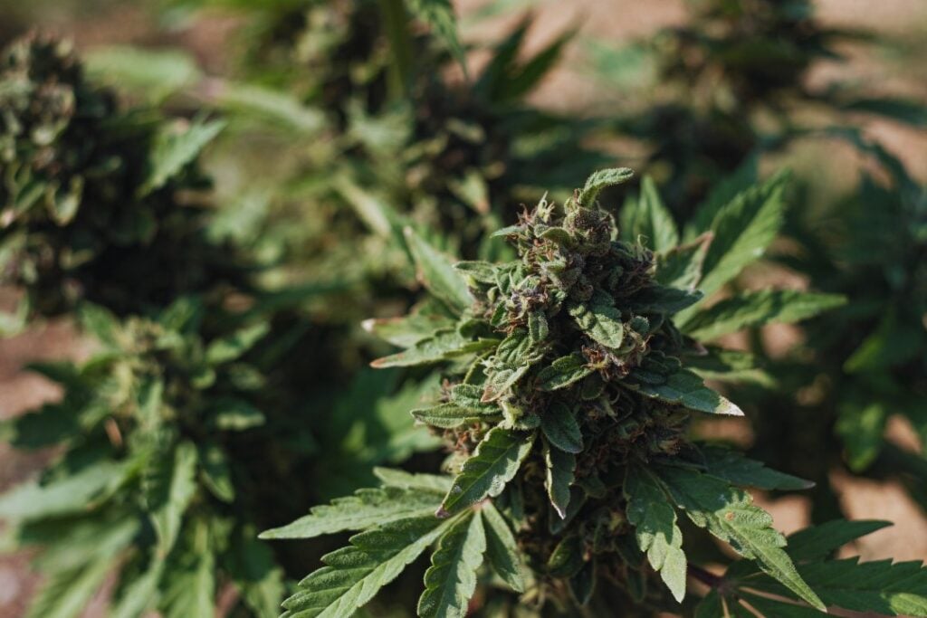 blue dream seeds