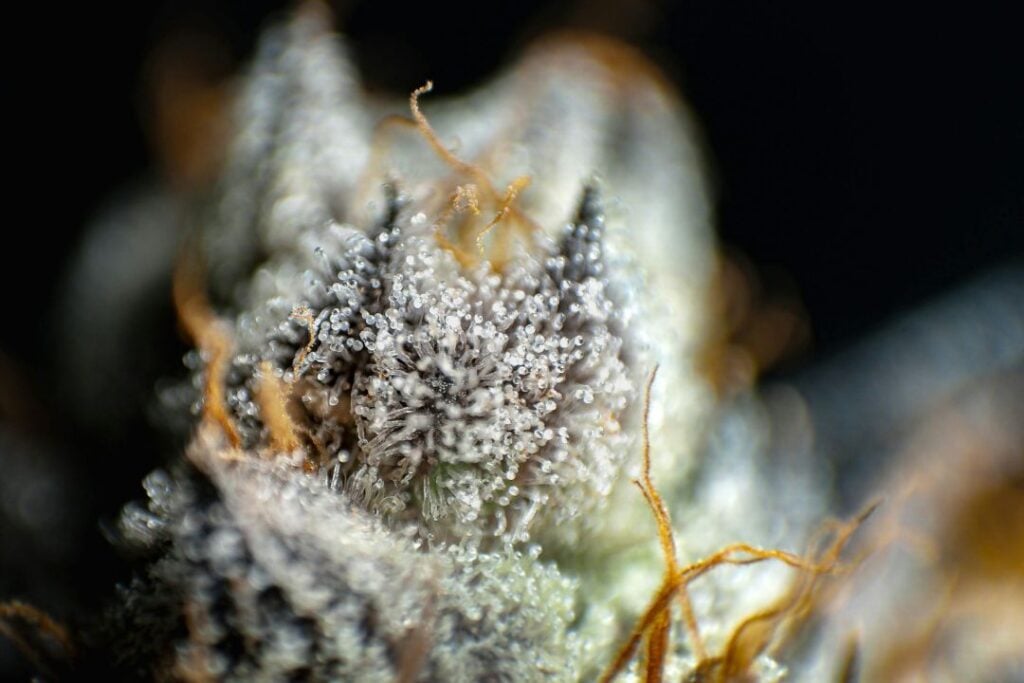 white cannabis