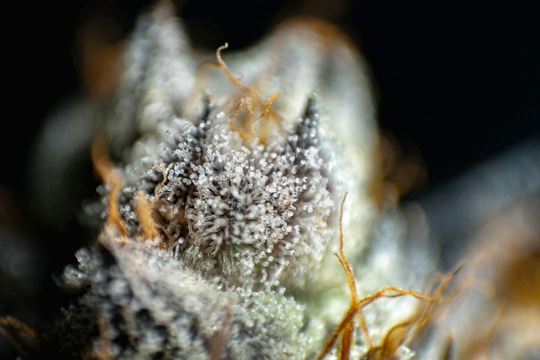 trichomes
