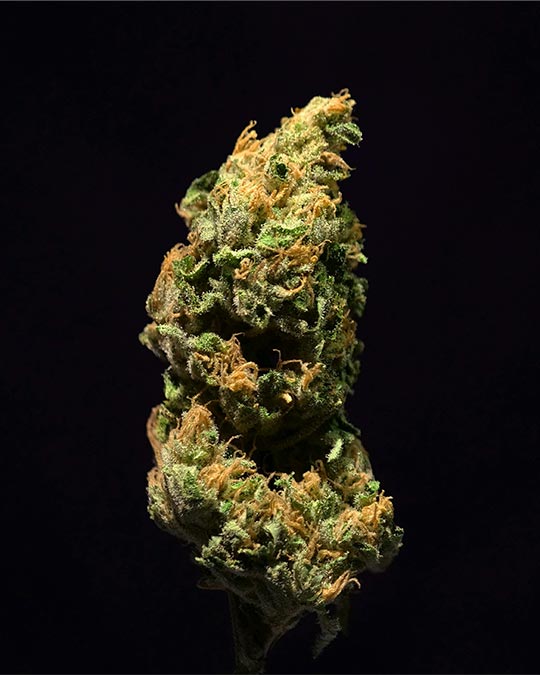 Buy Royal Highness