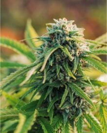 Buy All Gas OG