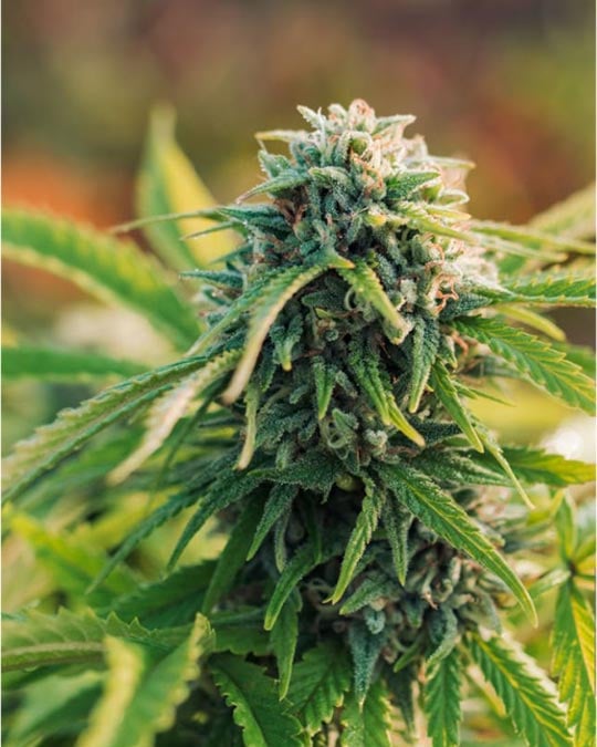 Buy All Gas OG