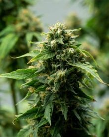 Buy Royal Highness