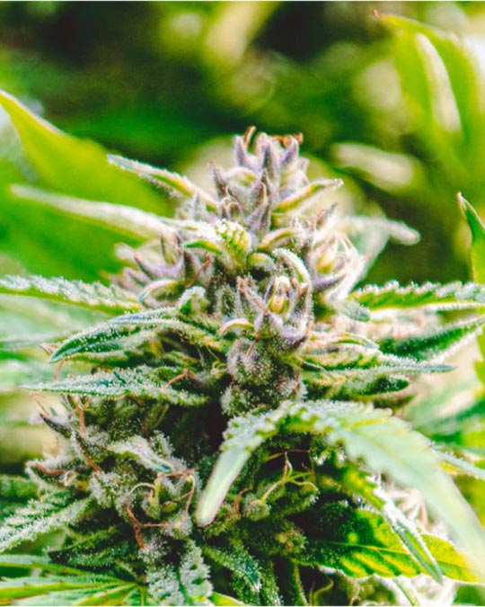 Buy All Gas OG