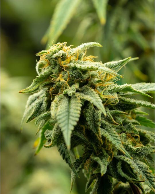 Buy Royal Highness