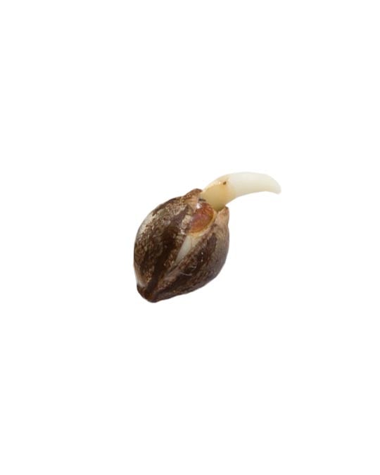 shop-your-choice-weed-seeds-caramel-cream-