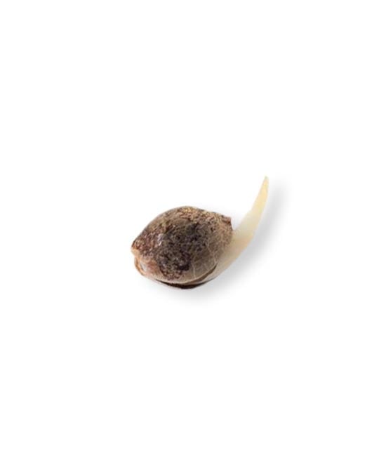 shop-your-choice-weed-seeds-granny-candy