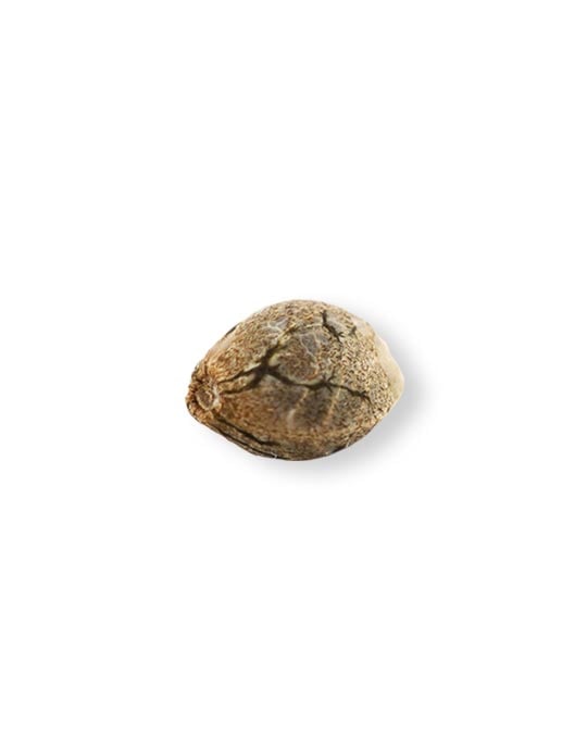 shop-your-choice-weed-seeds-pancake