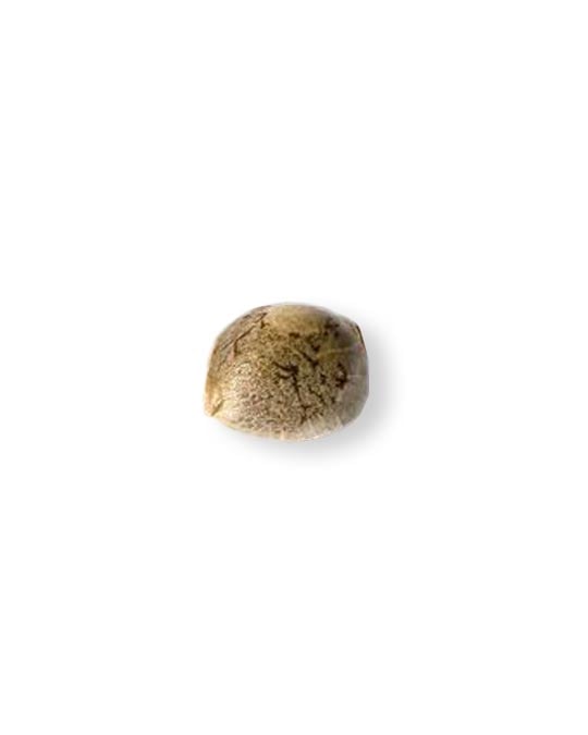shop-your-choice-weed-seeds-pineapple-upside-down-cake