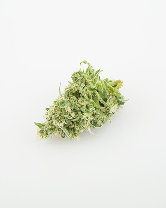Buy Apple Blossom