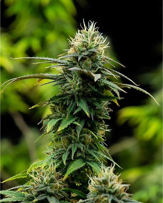 buy-premium-feminized-cannabis-apple-blossom