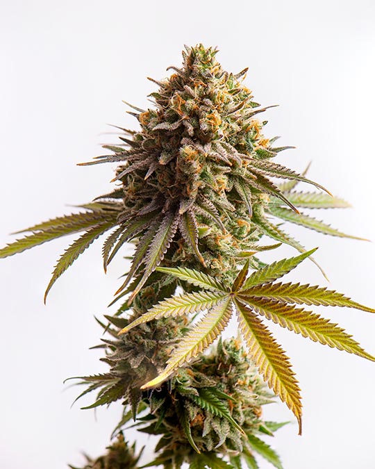 Buy Blackberry Moonrocks