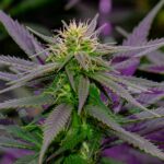 Purple Gas