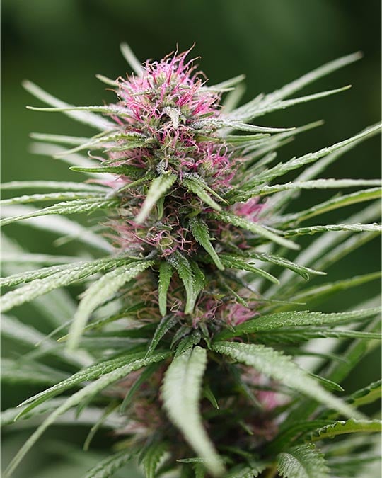 buy-premium-feminized-cannabis-purple-skunk