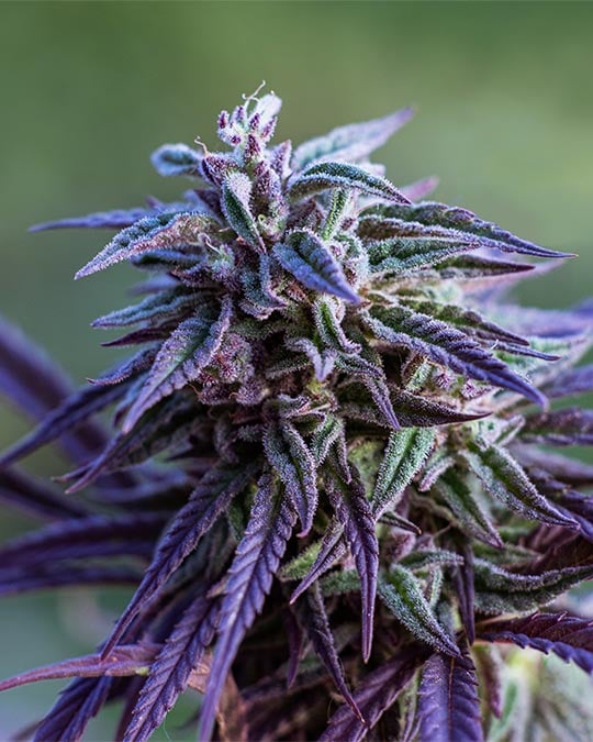 Buy Grandmommy Purple
