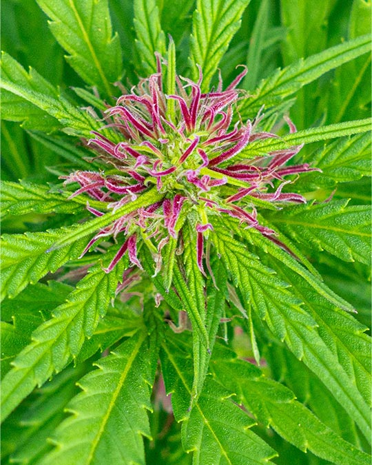 Buy Purple Skunk