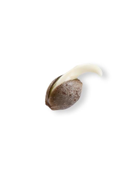 shop-your-choice-weed-seeds-Orange-creampop