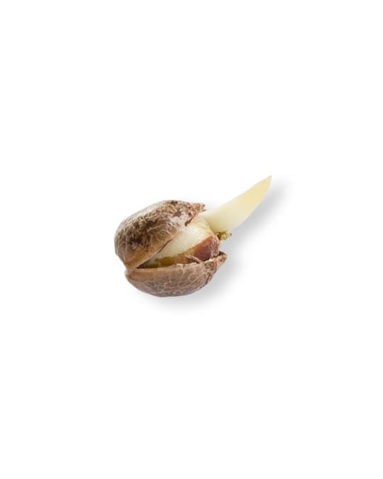 shop-your-choice-weed-seeds-purple-gas
