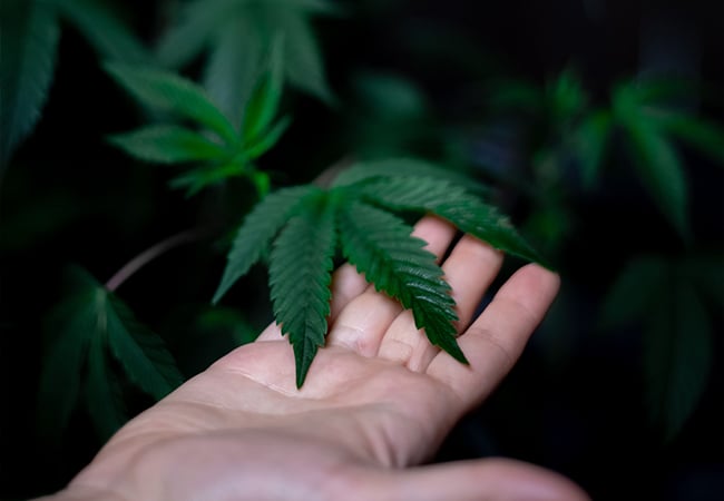 Protect your cannabis plants from spider mites, aphids, and powdery mildew with neem oil. Our grower's guide covers everything from recipe ratios to application schedules.
