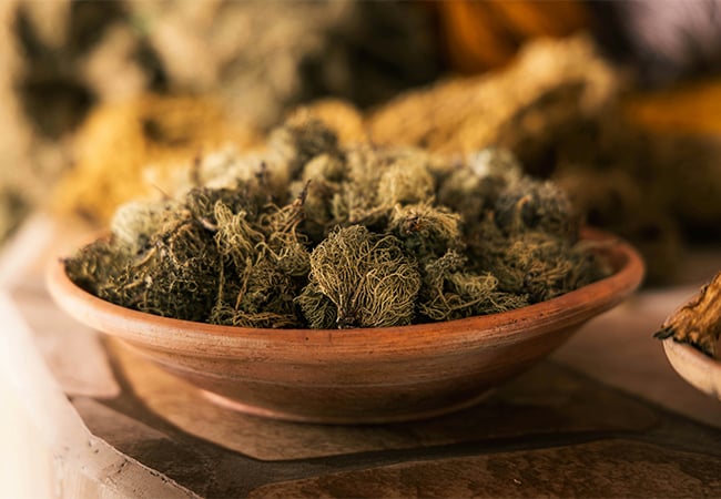 Neem oil is a time-tested, organic solution for cannabis pest control. Learn how to make your own spray, when to apply it, and why it should stop before your buds start forming.
