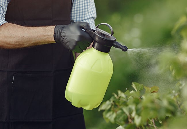Wondering how to use neem oil on weed plants? This guide breaks down the best mixing ratios, spray timing, and growth stage guidelines to keep your crop clean from seed to harvest.
