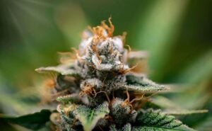 fertilizer for cannabis