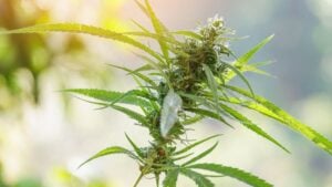 1980s cannabis