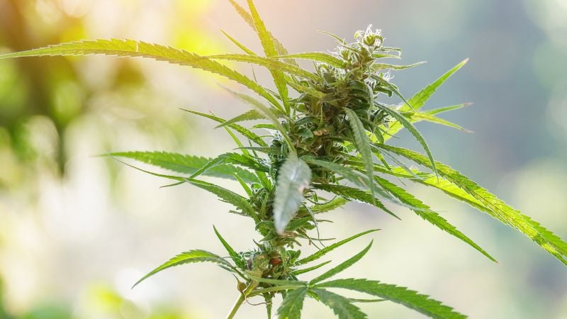 1980s cannabis