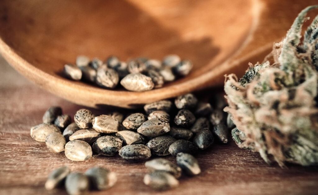 buy cannabis seeds