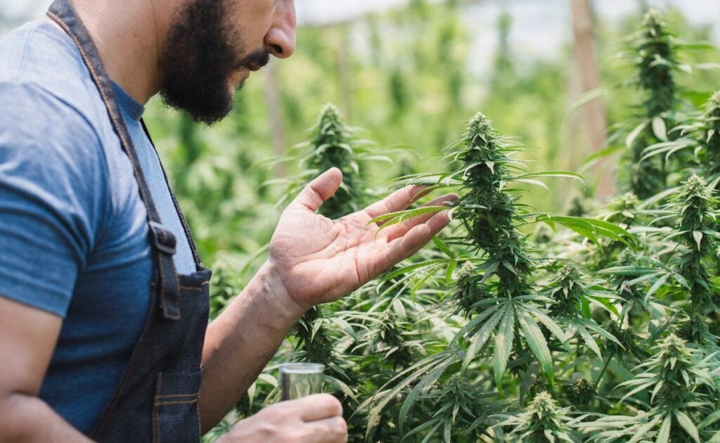 grow cannabis