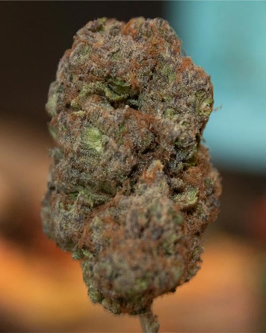 Buy Kandy Kush